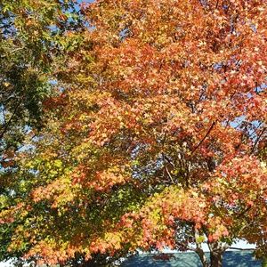 Meet your Posher, Genevieve